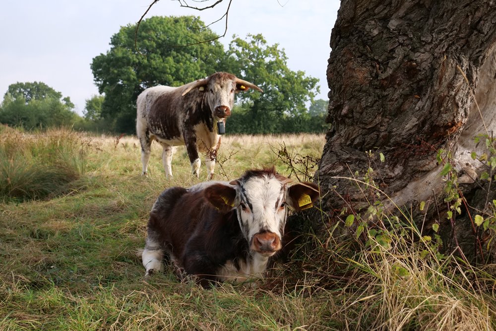 Cow and calf on rewilding land at elmore court wedding venue in Gloucestershire countryside