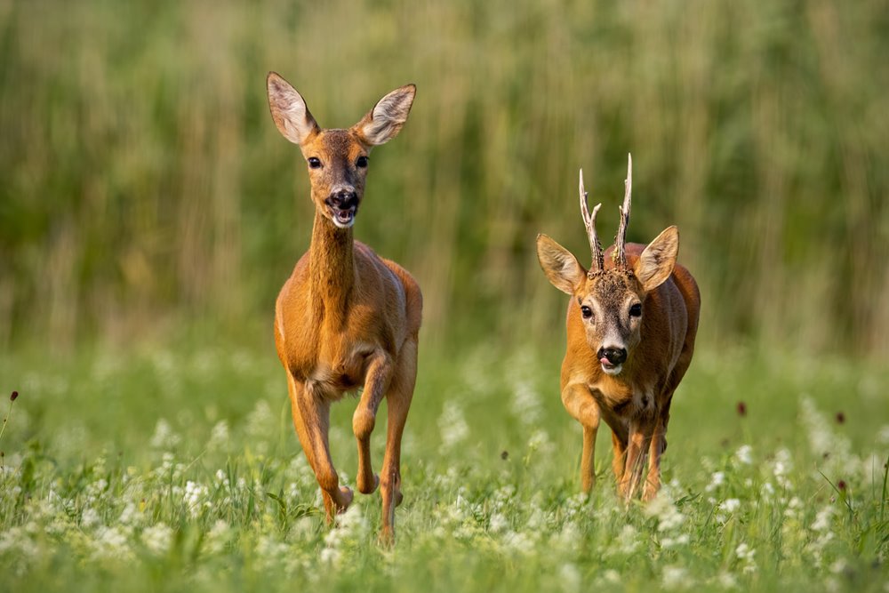 Roe deer could be seen wild at Elmore Court after rewilding the estate in Gloucestershire