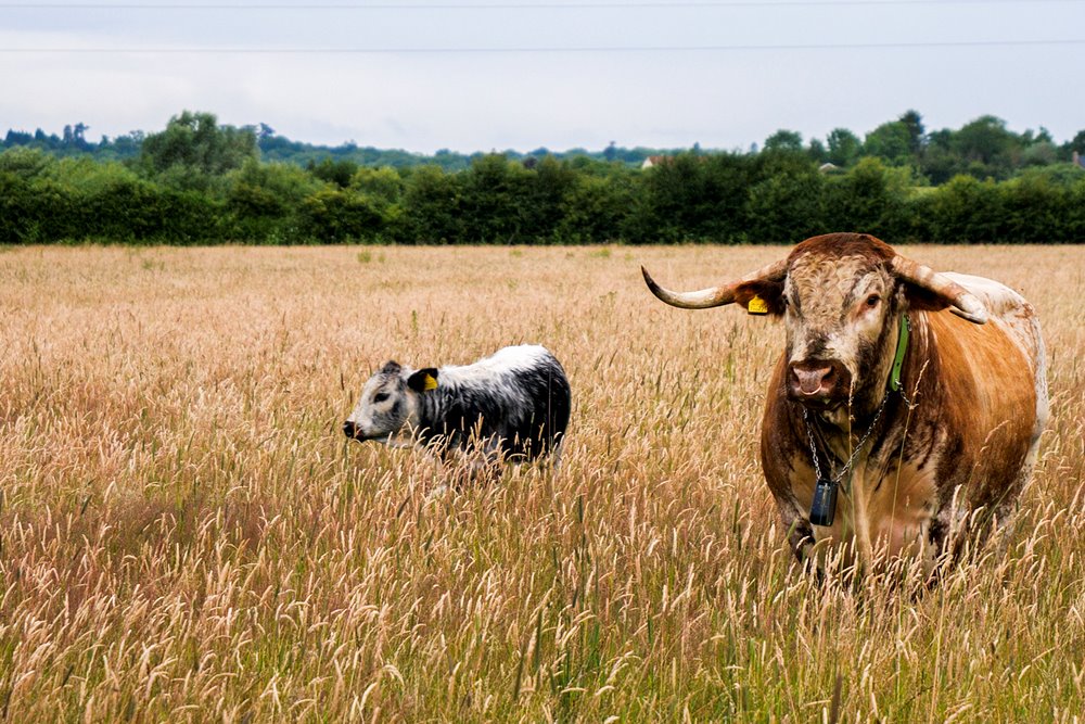 A calf standing next to a large English Longhorn bull in a field in the Cotswolds