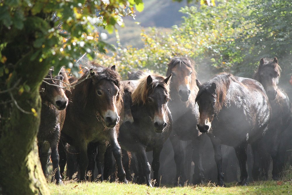 Exmoor ponies are being considered as an addition to animals for rewilding project at Elmore in Cotswolds