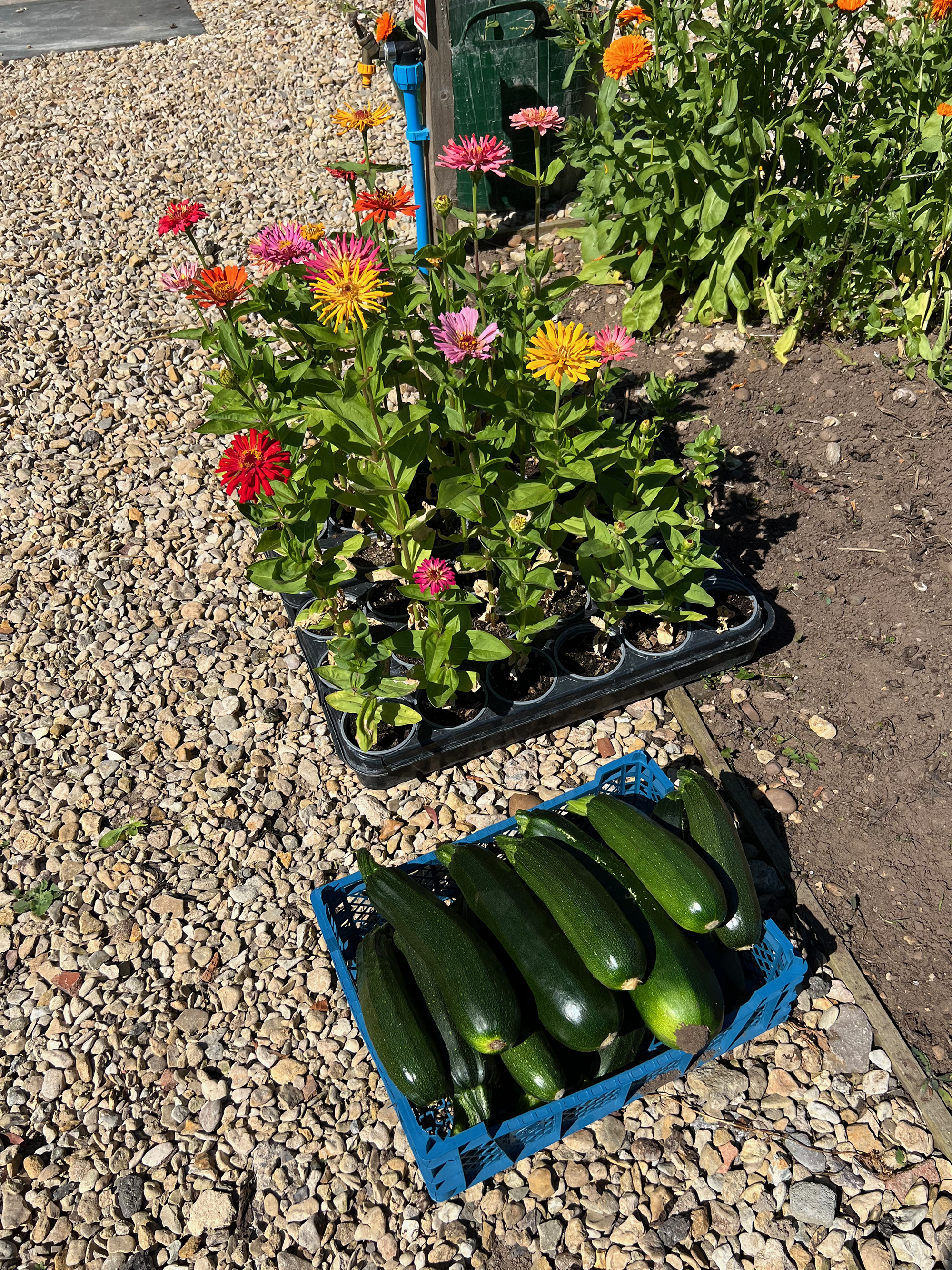 freshly picked courgettes next to some beautiful flowers