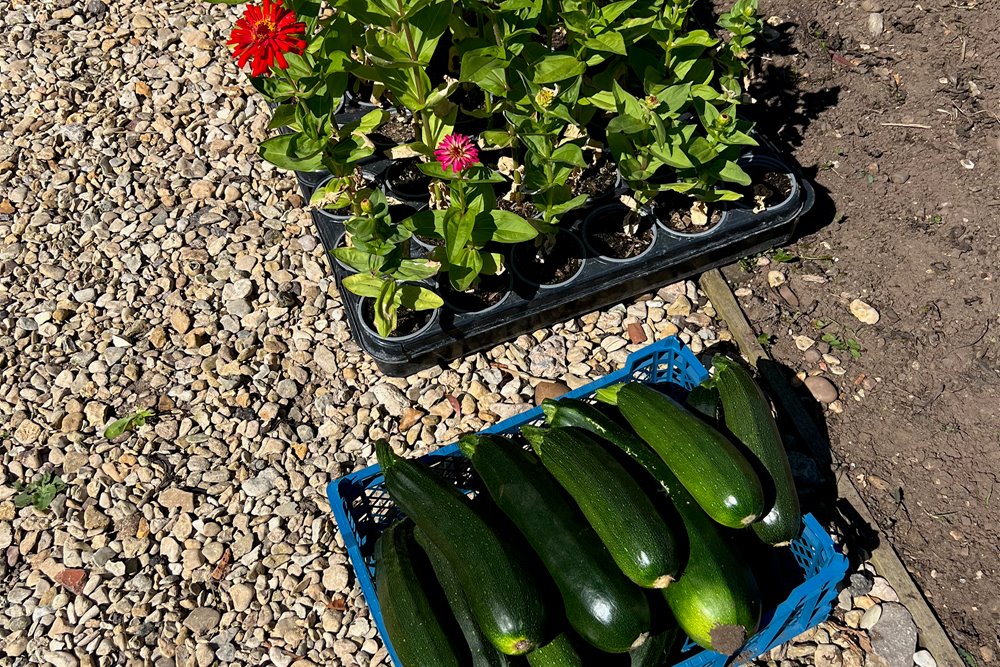 freshly picked courgettes next to some beautiful flowers