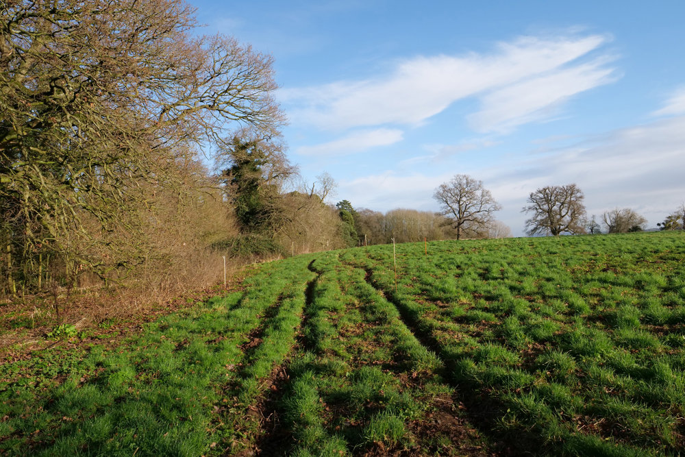 Our treehouse cabins are taking root