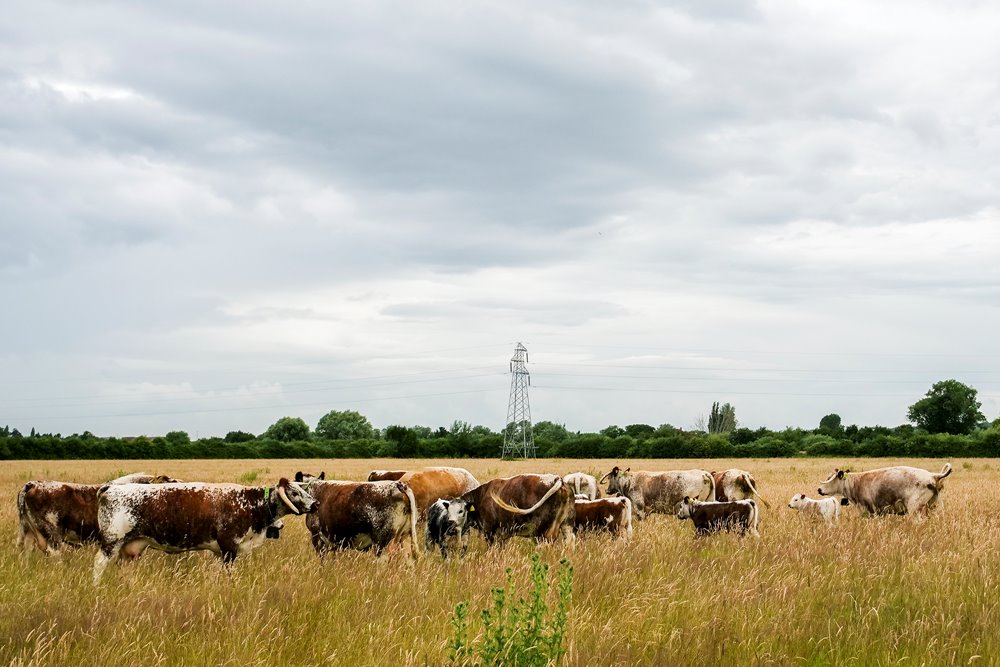 A herd of English Longhorn grazing in a Cotswold field with a moody grey sky in the background