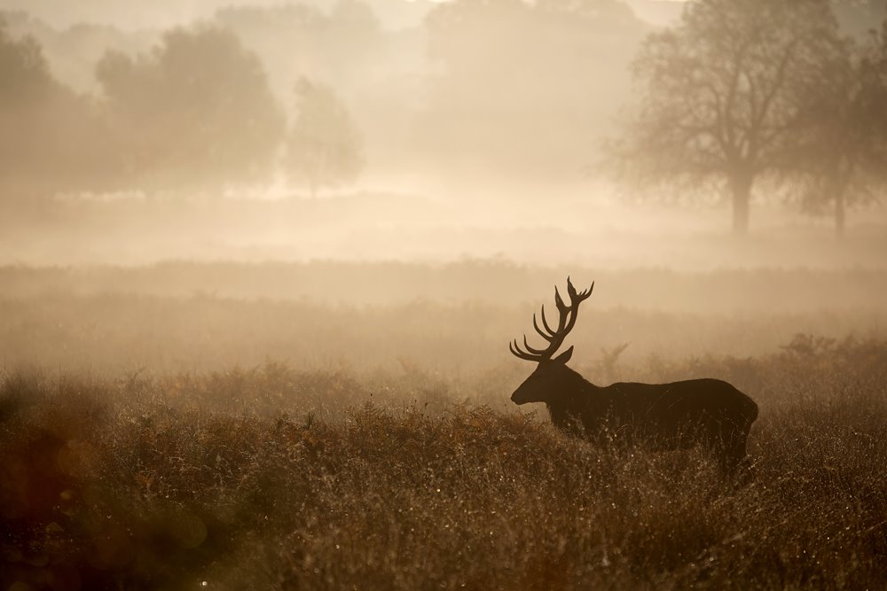 Red deer in the mist in a rewilding project on wildland