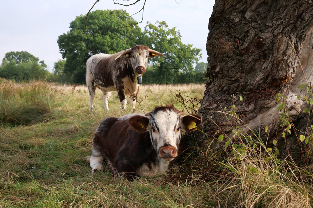 Cow and calf on rewilding land at elmore court wedding venue in Gloucestershire countryside