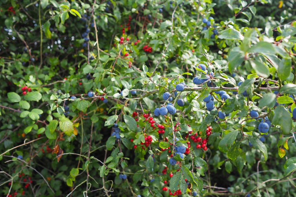 Berries thriving in rewilded land in Gloucestershire