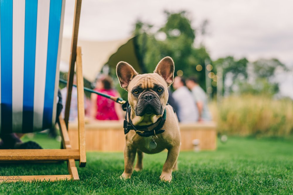 Dog friendly wedding venue for the most fun parties in Gloucestershire