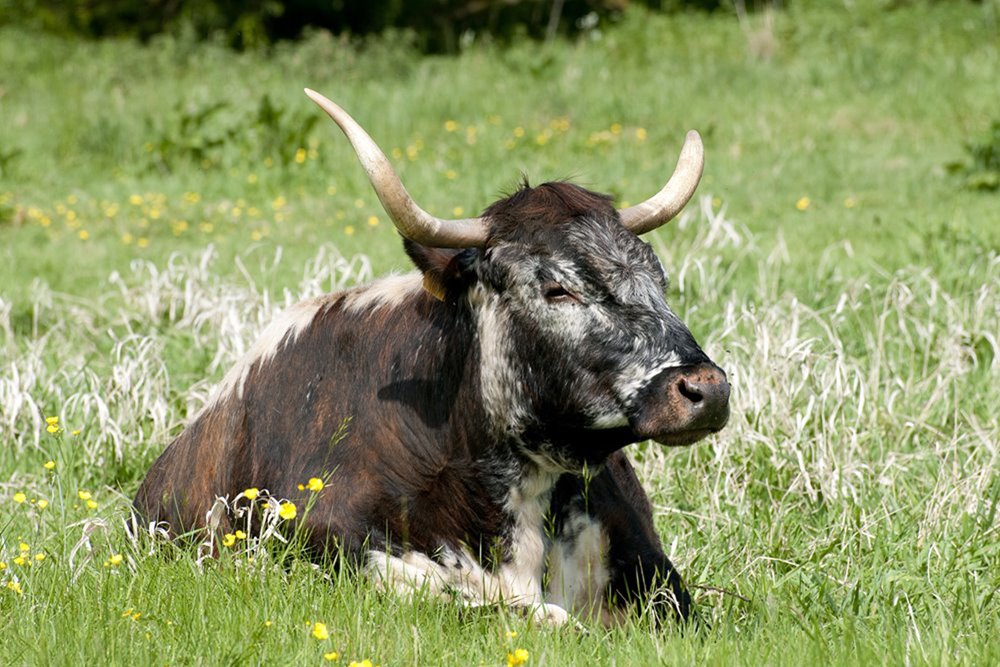 Long horn cows are one of the herbivores to be introduced into the rewilding project at Elmore in Gloucestershire