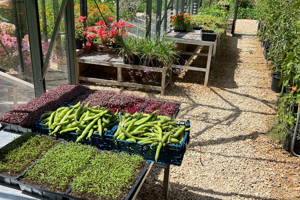 A greenhouse full of seedlings and harvested vegetables, on a sunny day