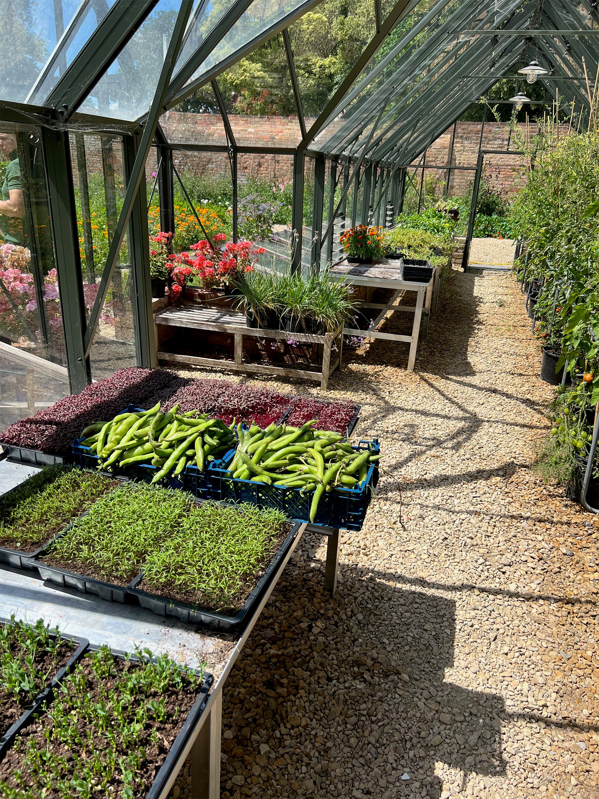 A greenhouse full of seedlings and harvested vegetables, on a sunny day