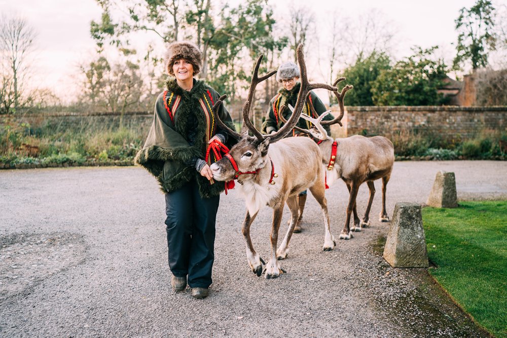 reindeer in red bridles being led up the path for a Christmas wedding at elmore court
