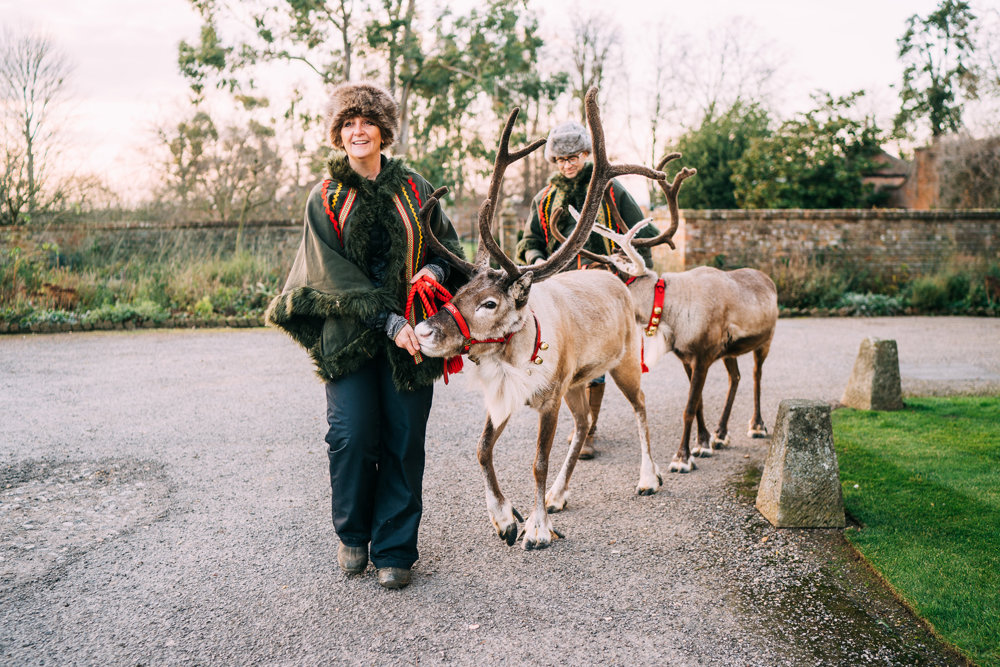 reindeer in red bridles being led up the path for a Christmas wedding at elmore court