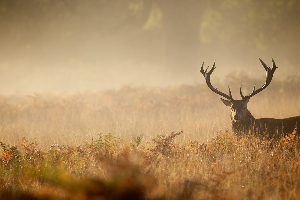 Views of red stags could be seen from the new treehouses at rewilding campsite at Elmore Court estate