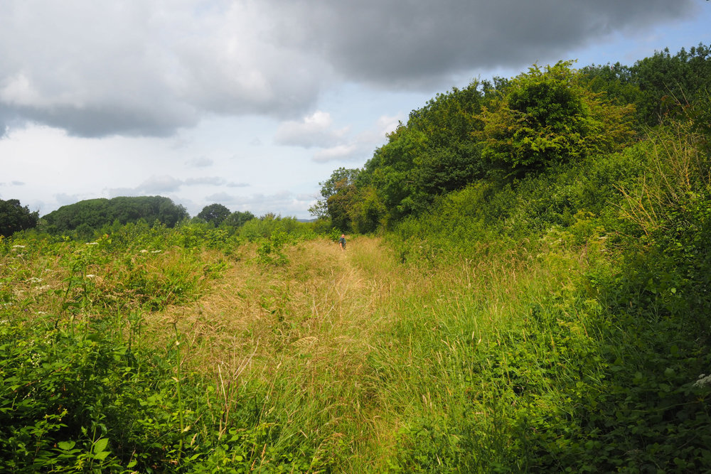 Our Re-wilding project: Grasses