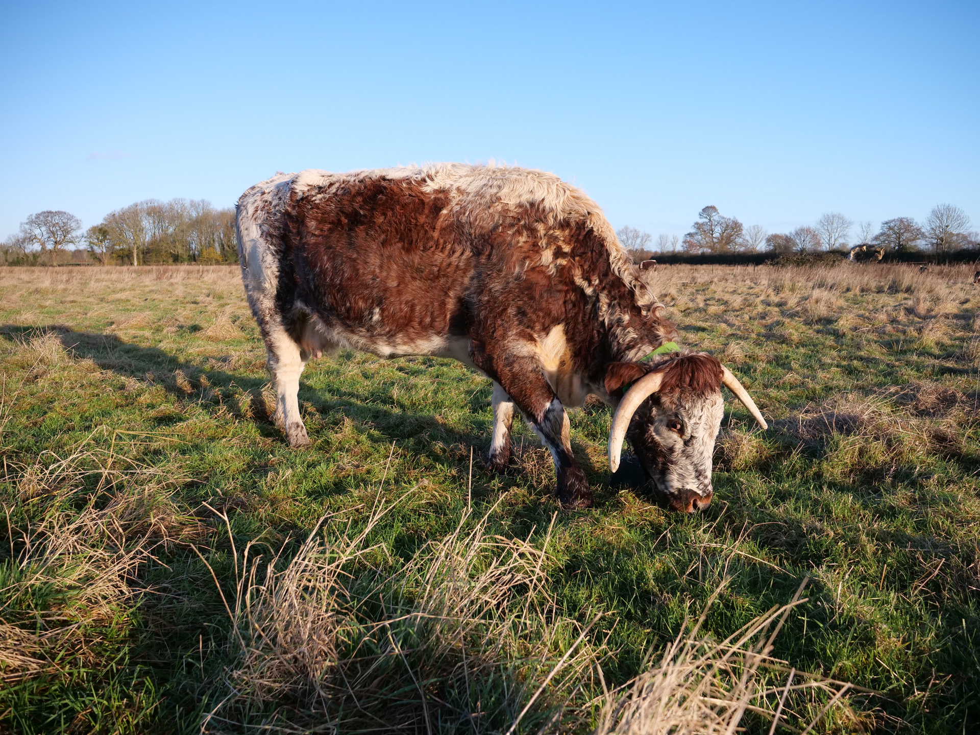 Longhorn cow grazing on rewilding field at wild wedding venue elmore court