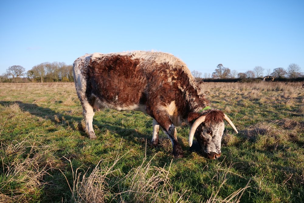 Longhorn cow grazing on rewilding field at wild wedding venue elmore court