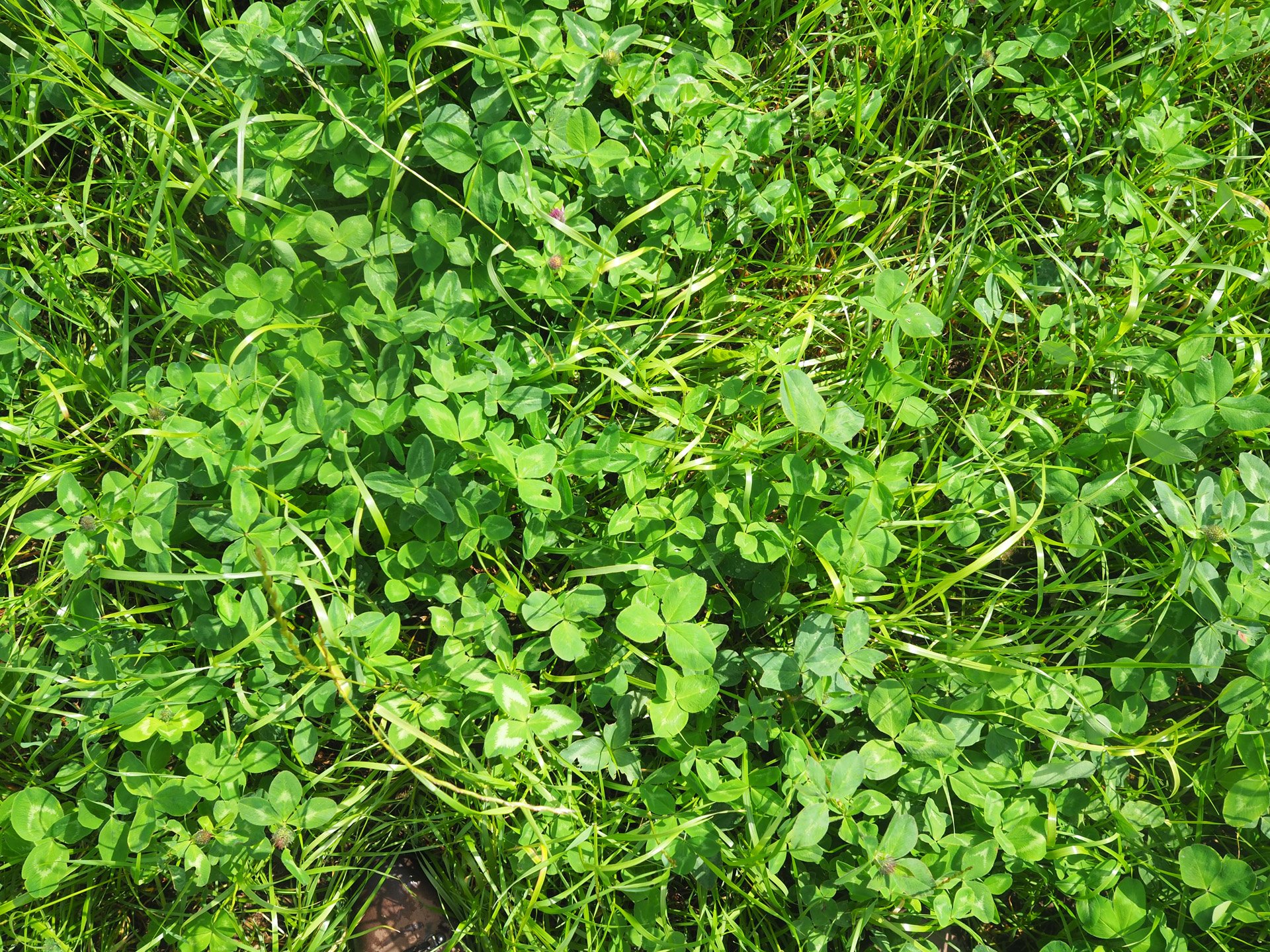 Close up of new plants thriving in rewilding land which is improving biodiversity in the uk