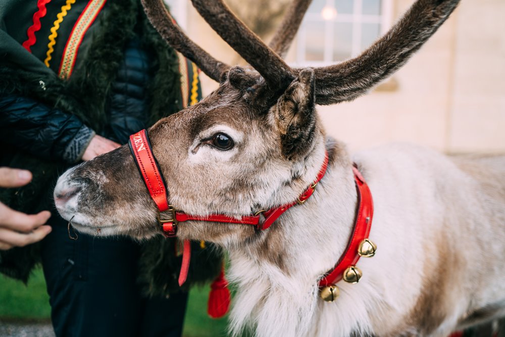 Reindeer in red bridle with bells for a christmas wedding in the cotswolds