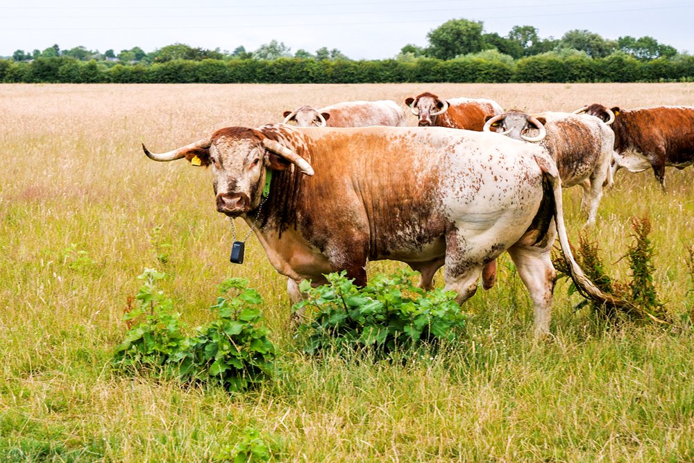 A longhorn bull standing in a lush green field with other grazing longhorn cows