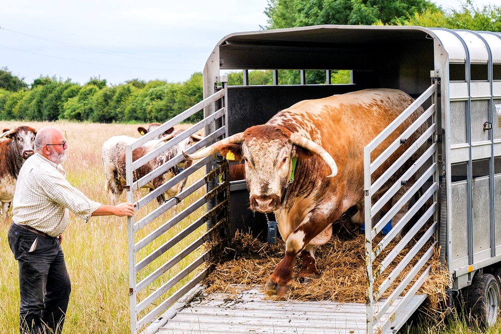 A man opening a trailer with a hefty Longhorn bull, coming into a field to join other longhorn