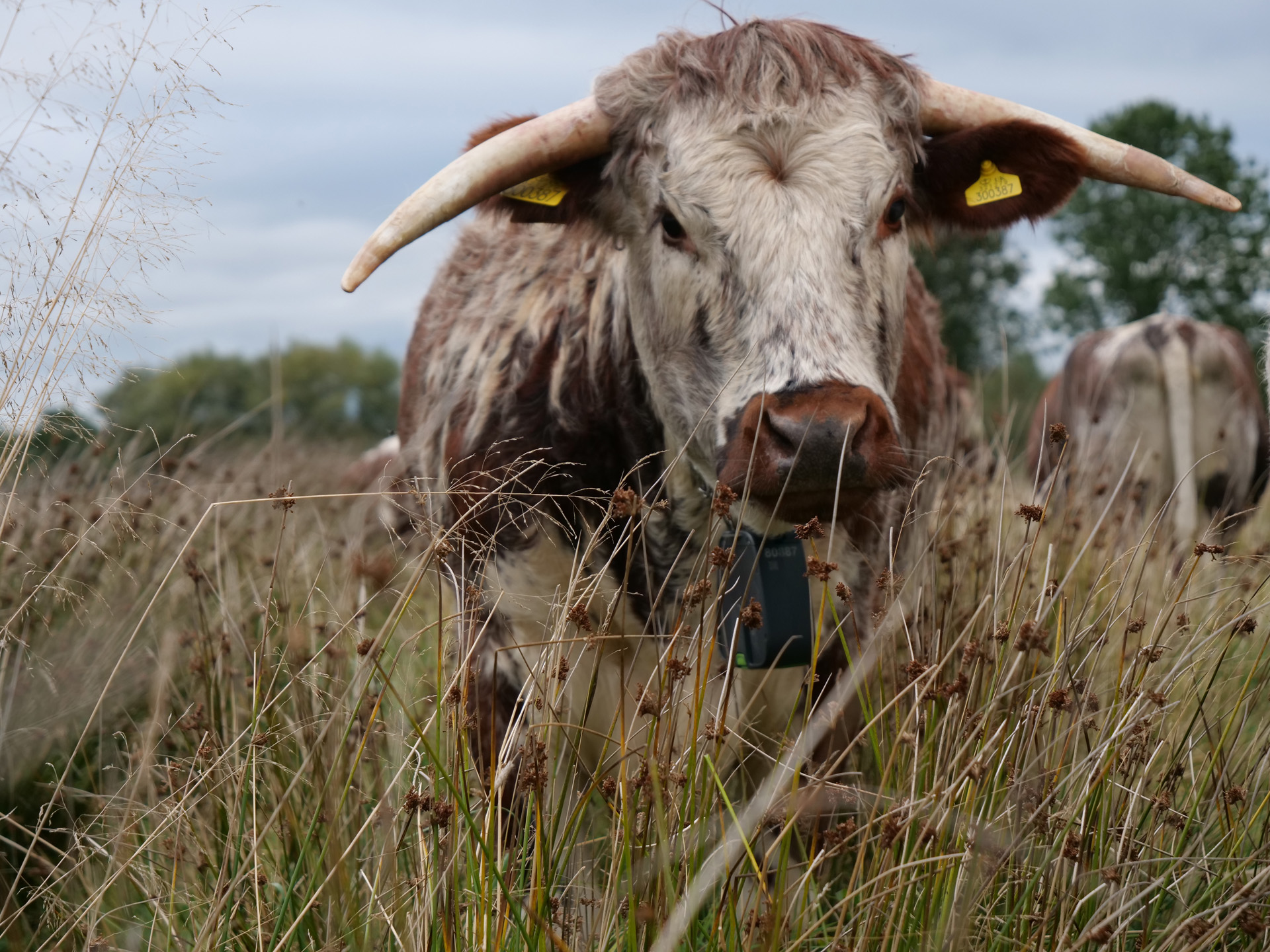 Long horn cattle with fence free system on rewilding project land at wild wedding venue elmore court