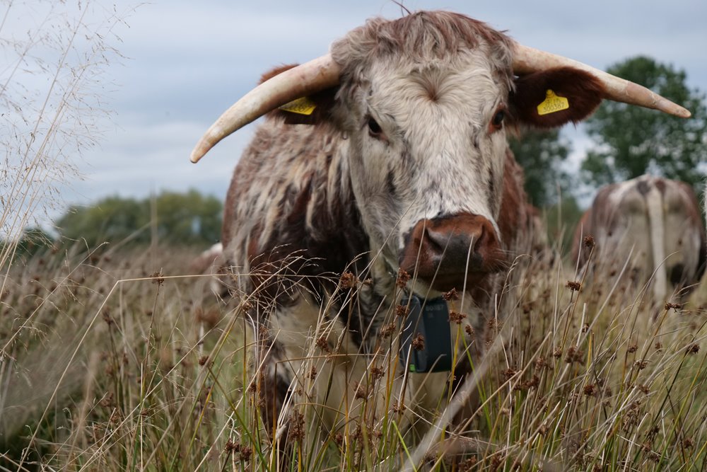 Long horn cattle with fence free system on rewilding project land at wild wedding venue elmore court