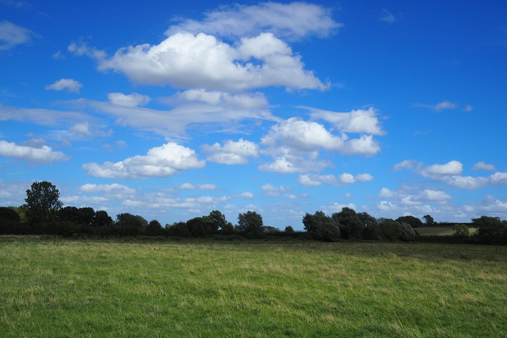 The land at Elmore Court which is now rewilding used to be farmland