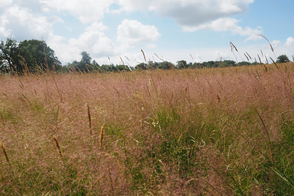 Our Re-wilding project: Grasses