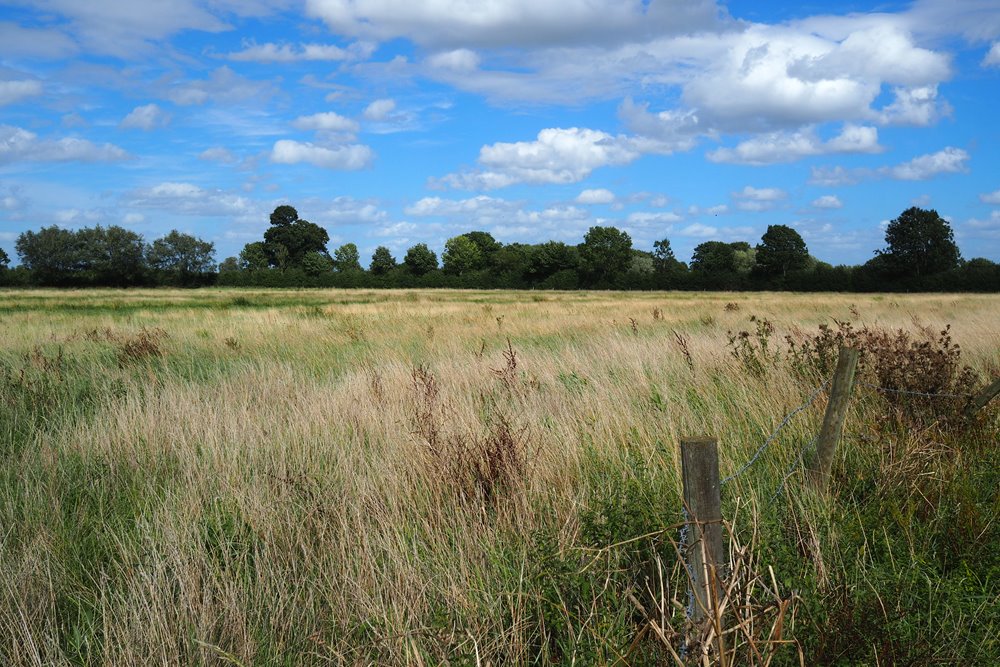 Fields at Elmore Court used to be farmland are now being rewilded by Anselm Guise as part of fully sustainable estate dream