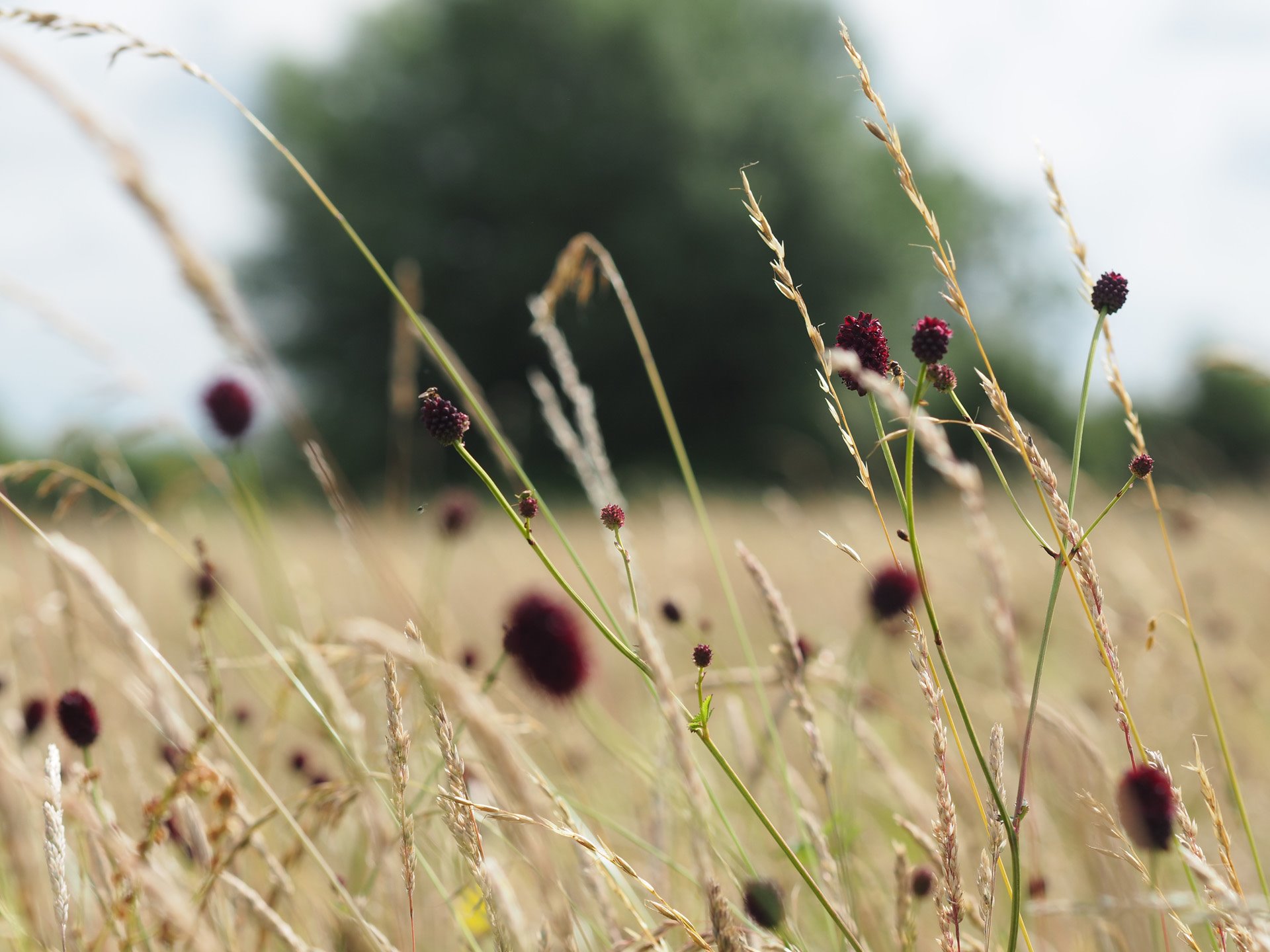 Meadowland in the rewilding area of wedding venue in the cotswolds