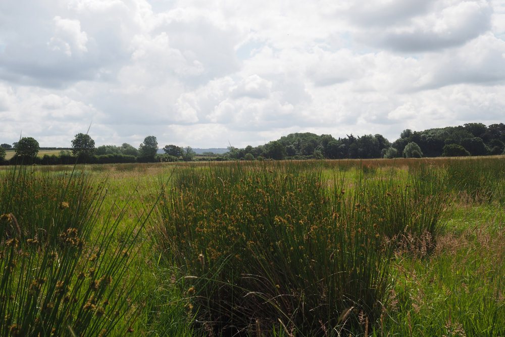 Our Re-wilding project: Grasses
