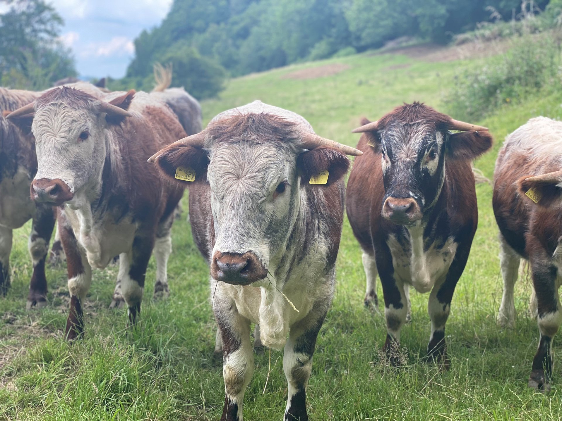 Long horn cattle ready to be introduced into rewilding project at elmore court