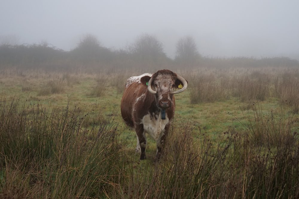 Longhorn cow in the mist on rewilding land at wedding venue estate elmore court