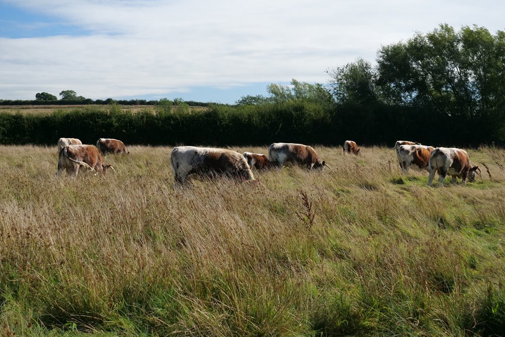Longhorn cattle in long grass of rewilding land at Cotswolds wedding venue elmore court