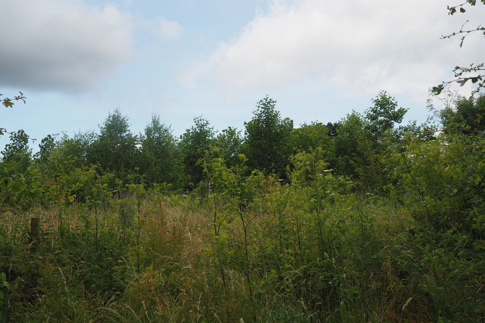 Our Re-wilding project: Grasses