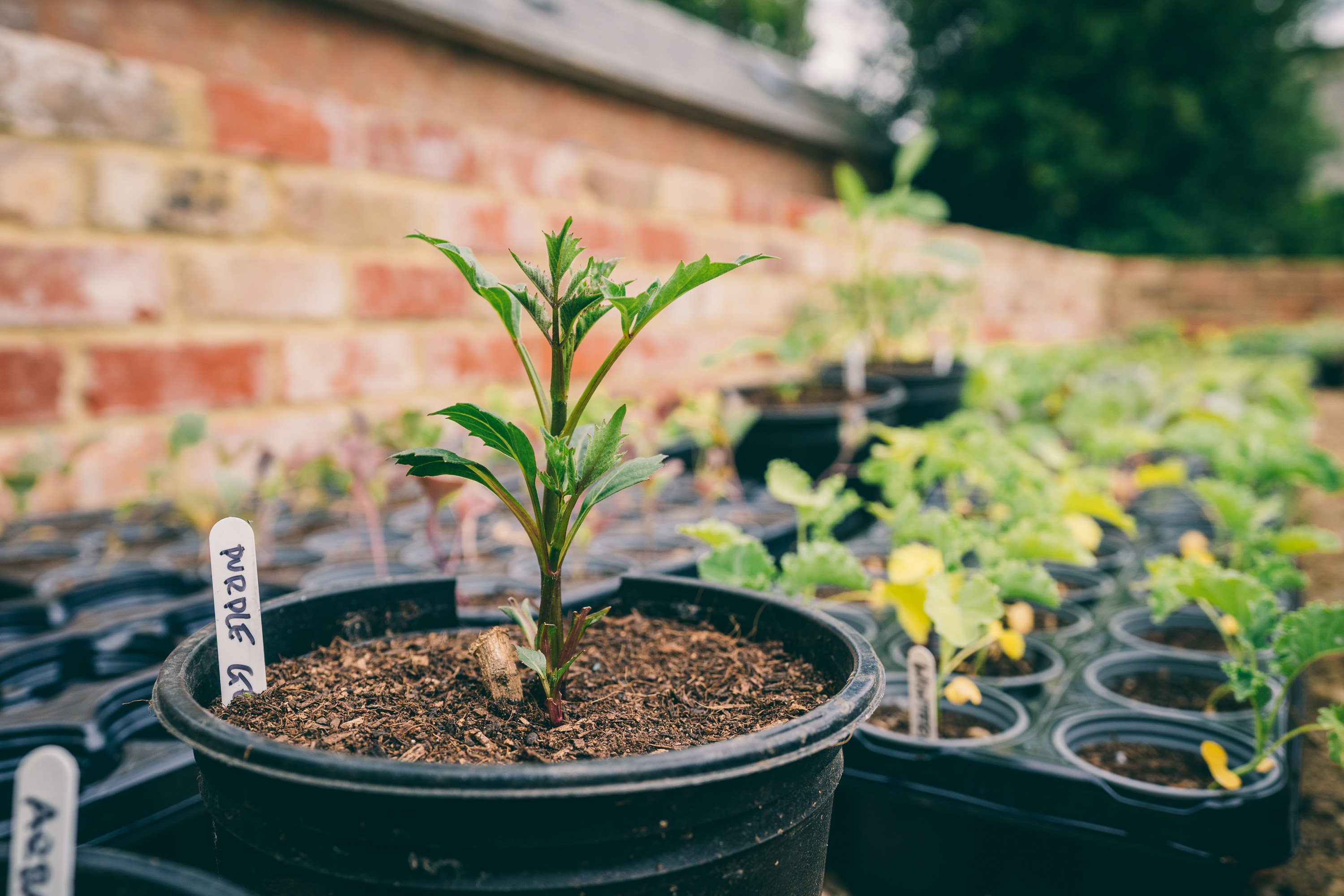 organic vegetables and herbs for weddings at elmore court