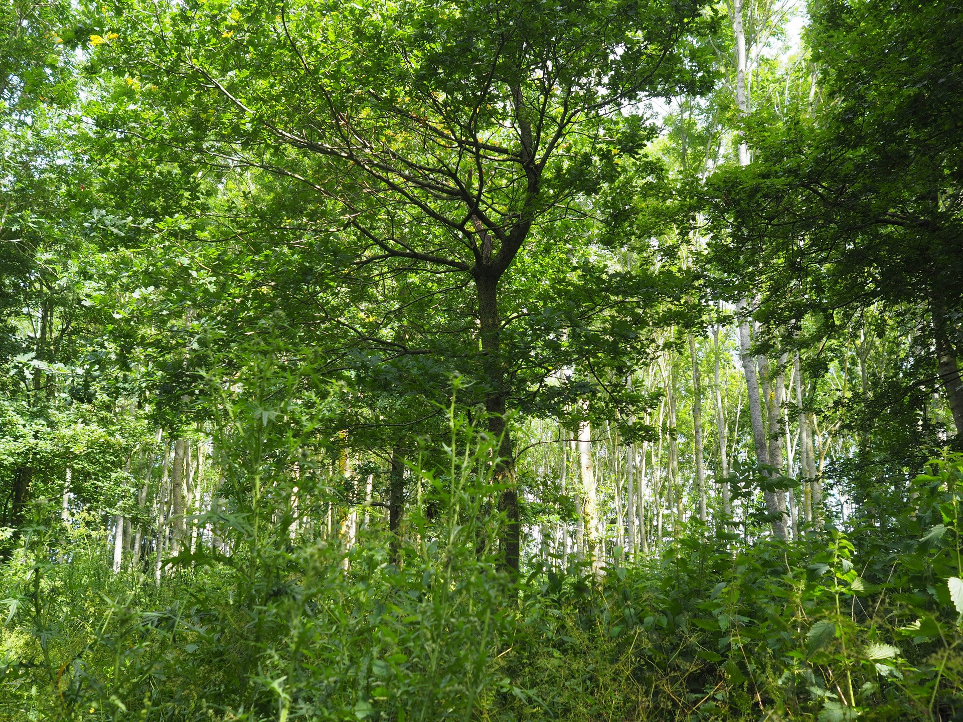 Rewilding Woodland with lush foliage at wedding venue which will soon have treehouses in forested area