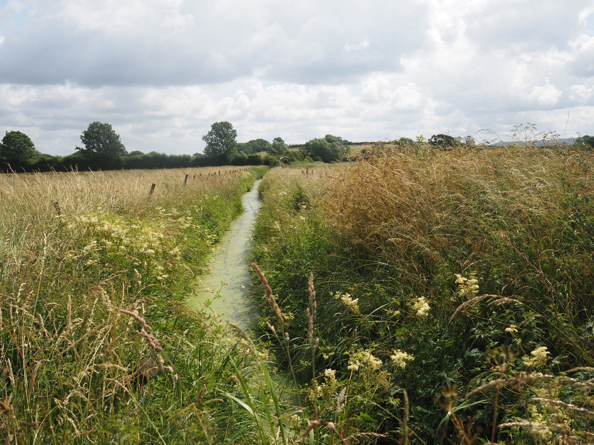 Path through the rewilding project at sustainable wedding venue elmore court UK