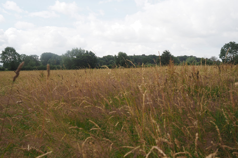 Our Re-wilding project: Grasses