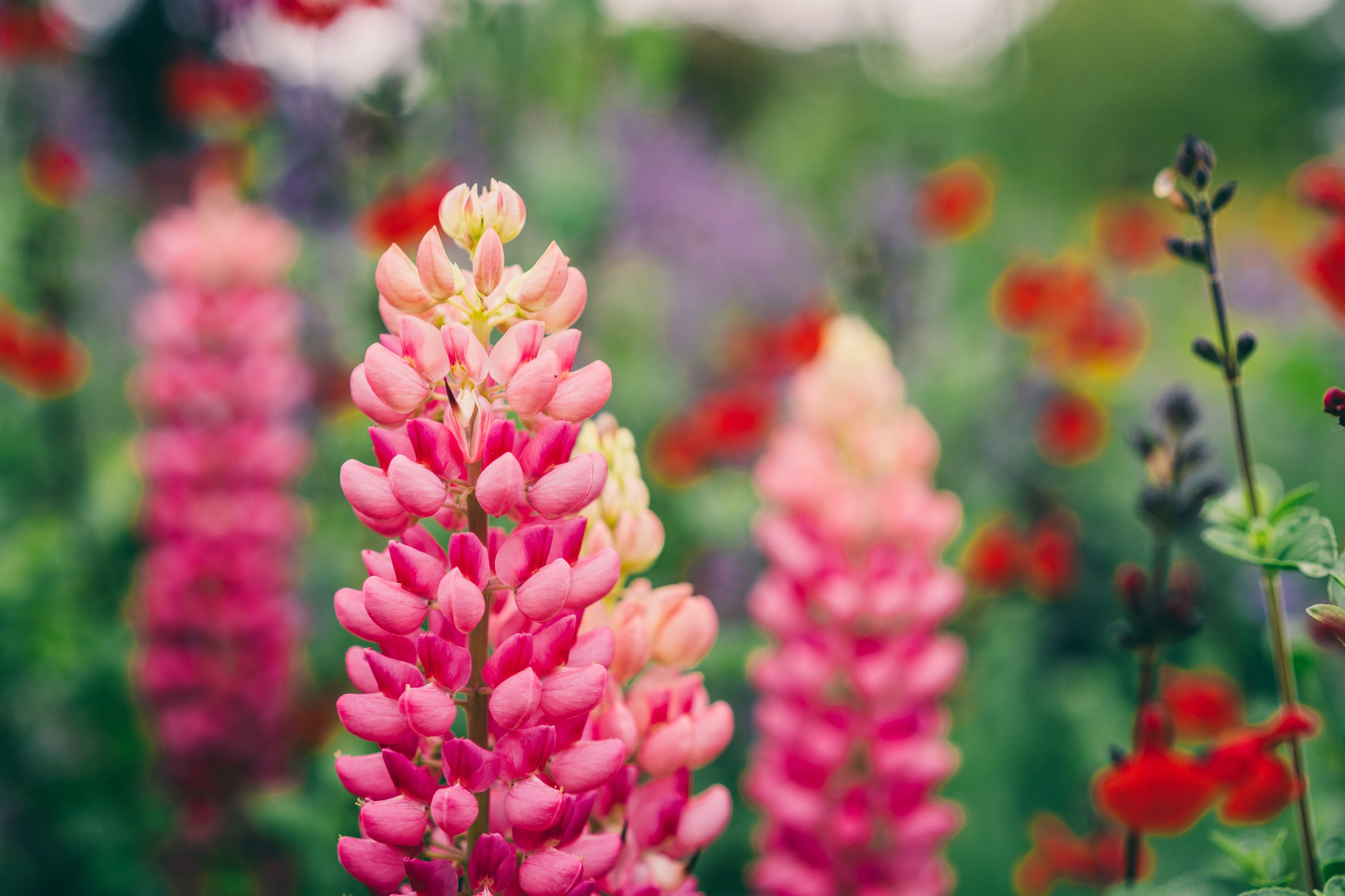 Flowers for pollinators grown at sustainable wedding venue elmore court to help save the bees