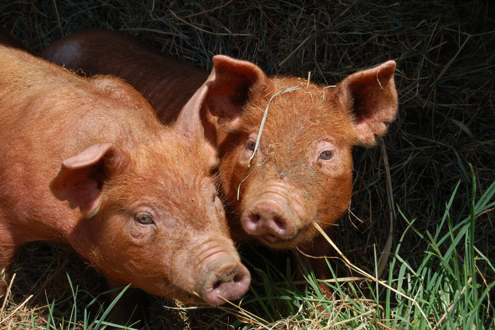 Tamworth pigs to be included in the animals released into rewilding project at Elmore Court