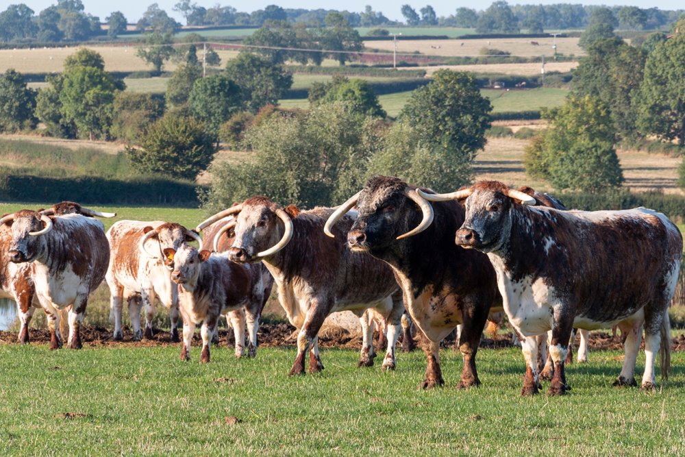 Longhorns have been introduced in many rewilding projects in the UK