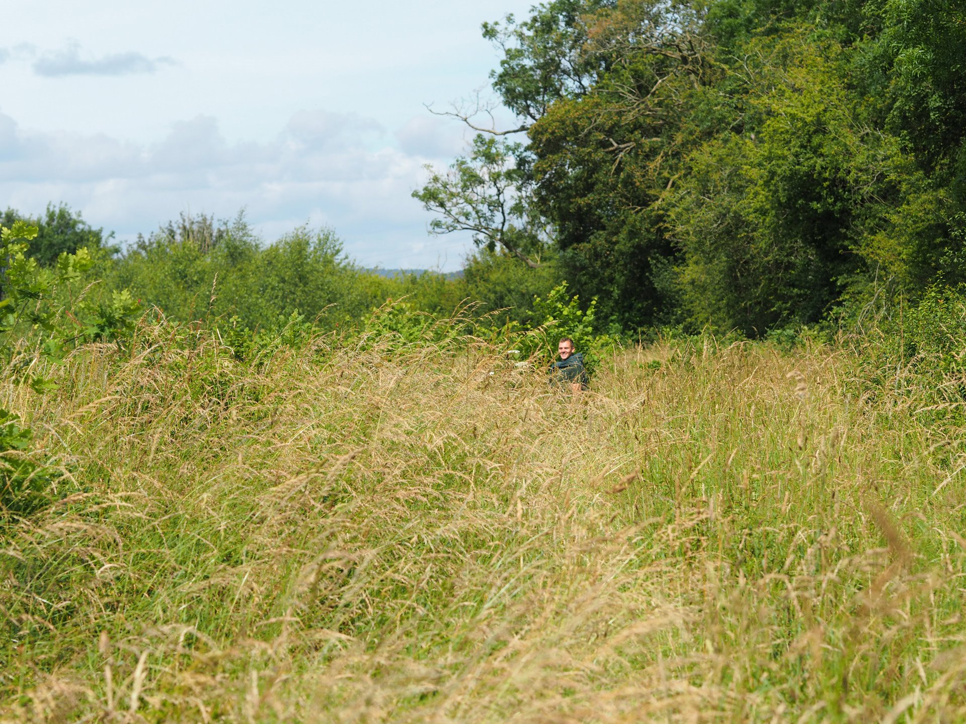 Long grasses thriving in the rewilding project at elmore court