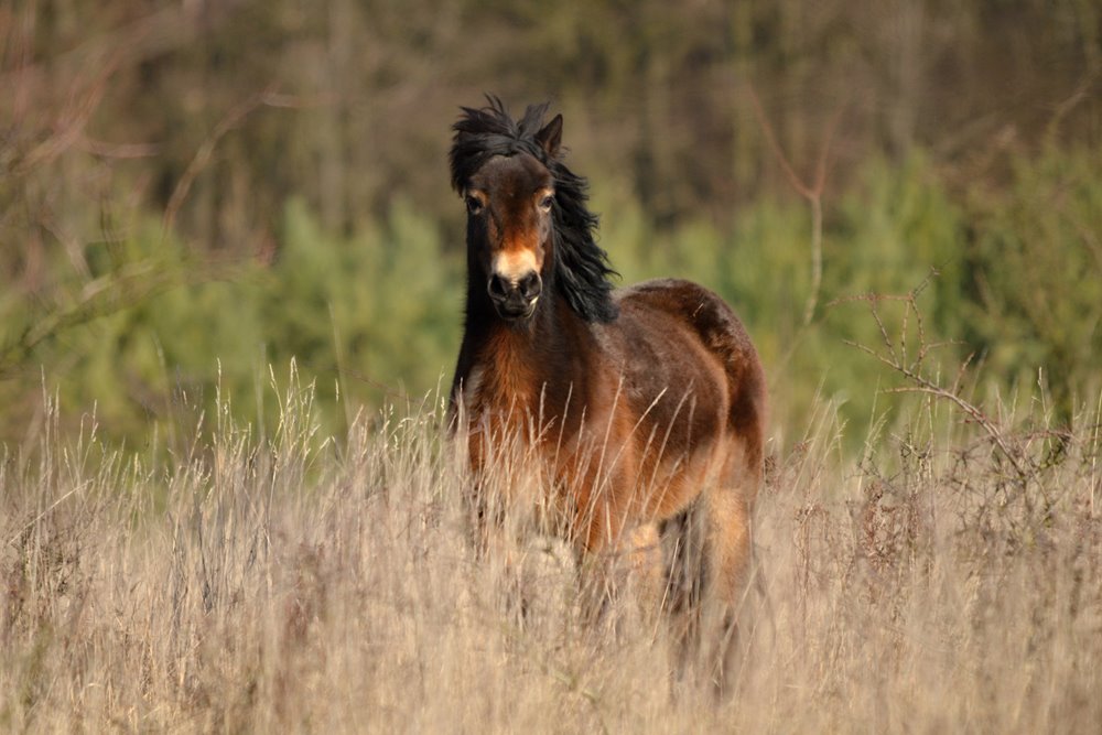 Ponies could be introduced into this rewilding project in the UK