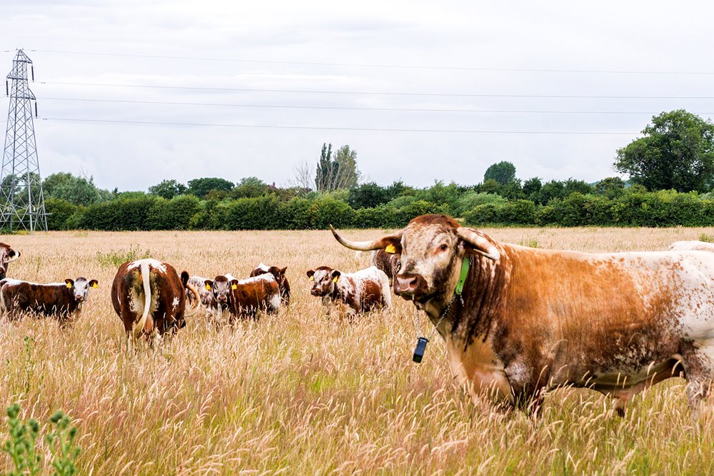 A herd of English Longhorn cattle grazing in a beautiful field with a bull in the foreground looking towards the camera