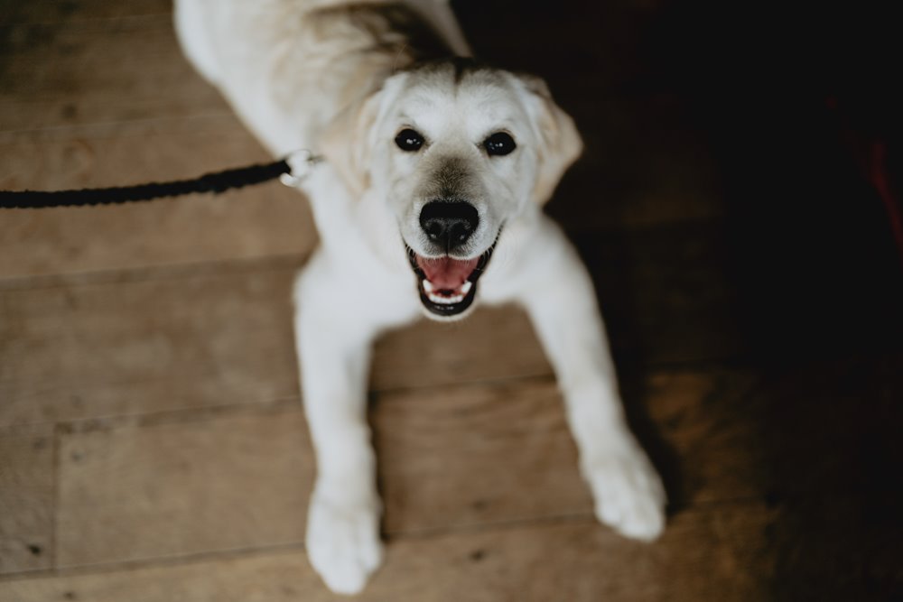 Pretty puppy enjoying looking around dog friendly wedding venue in Gloucestershire with humans planning their wedding