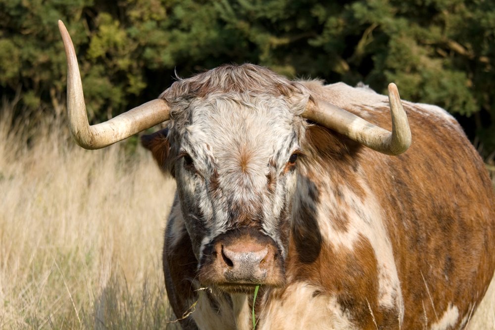 Longhorn cattle are a good choice for rewilding projects in the UK
