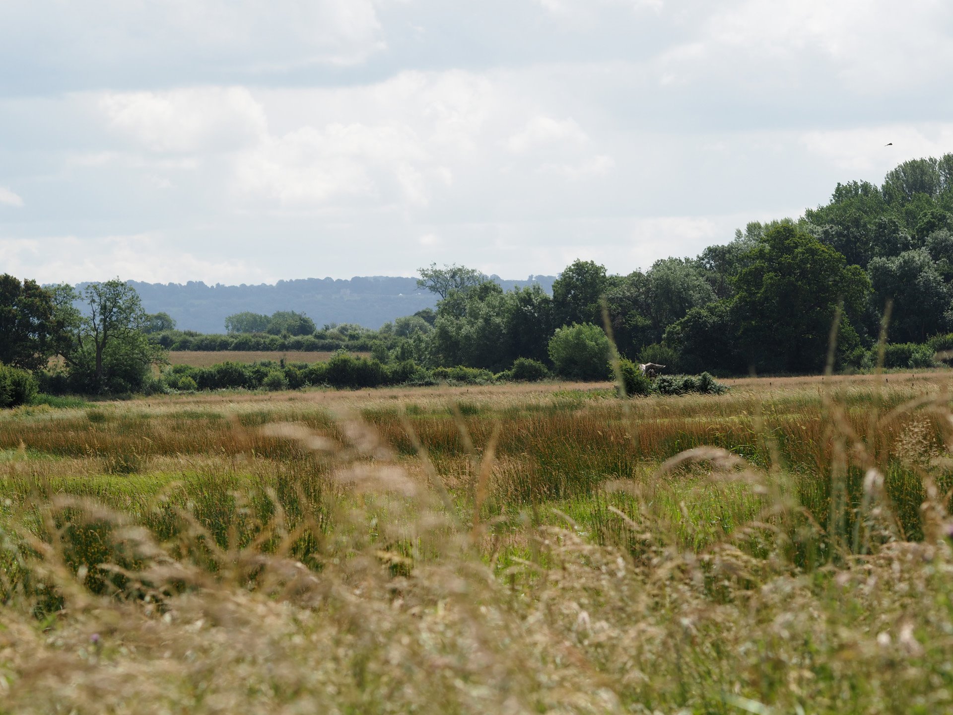 Biodiverse fields in rewilding wedding venue in the UK