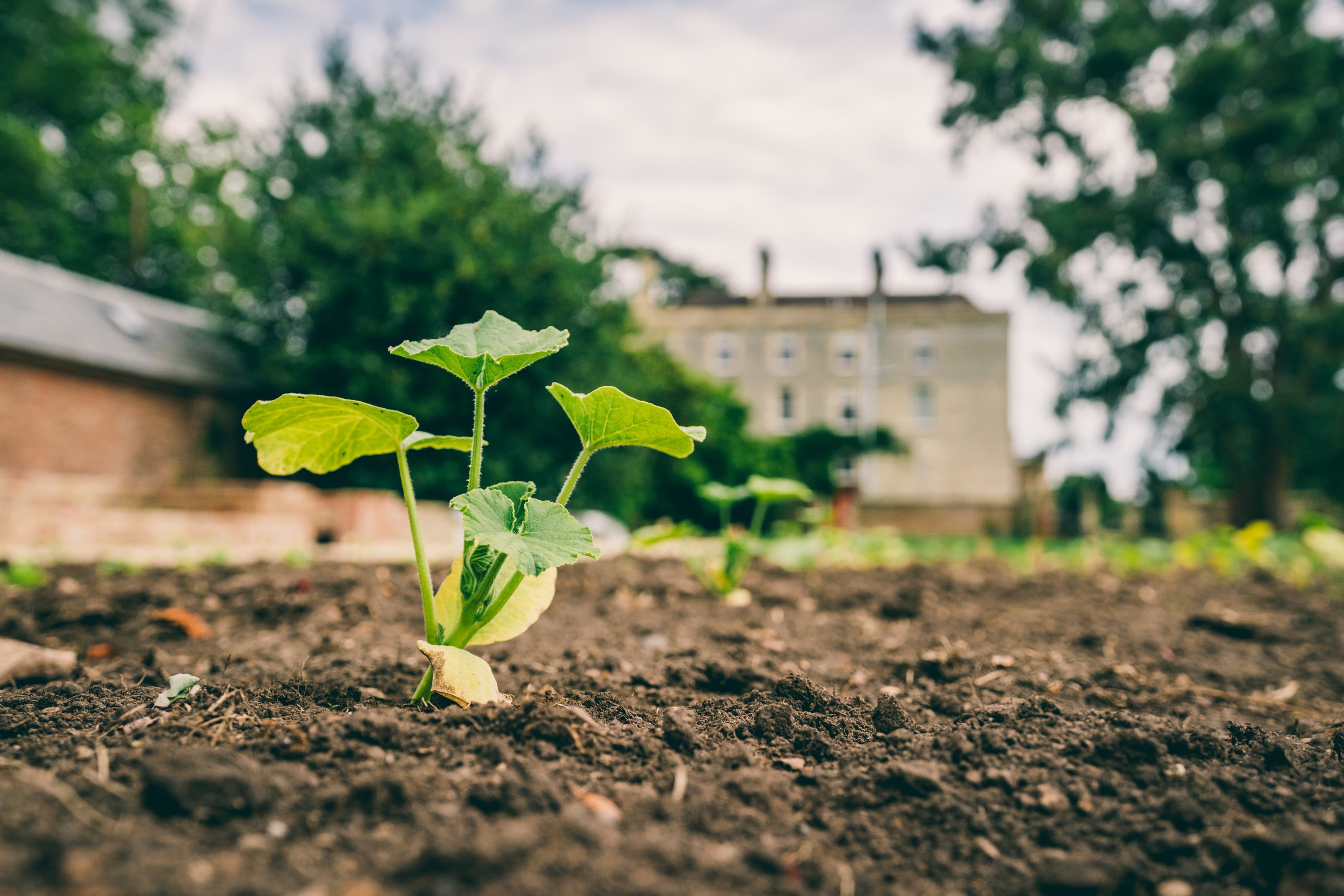 sustainable food growing in the walled garden at elmore court